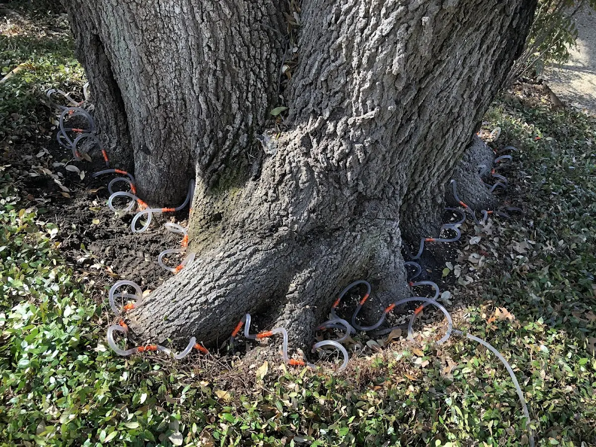 Detailed Tree Cabling and Bracing job site in Bettendorf