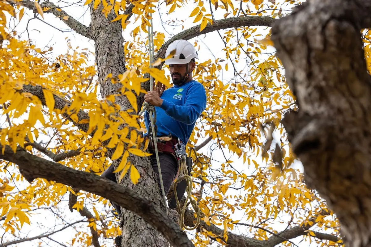 Skilled Storm Damage Cleanup crew working in Bettendorf
